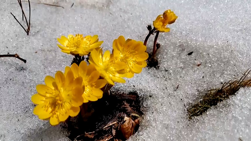 黑龙江牡丹江：冰凌花破冰绽放